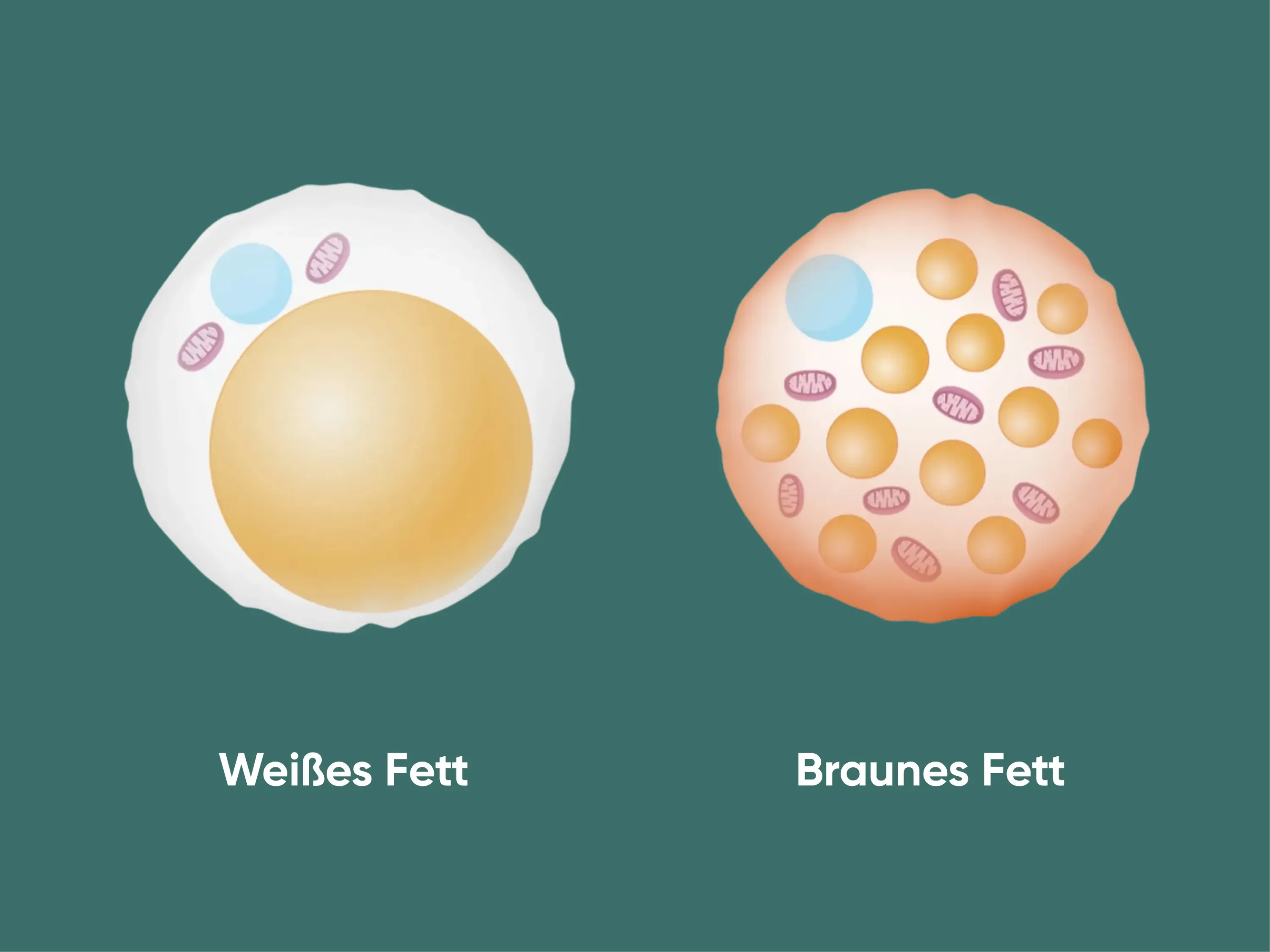 Illustration von weißem und braunem Fettgewebe im direkten Vergleich.