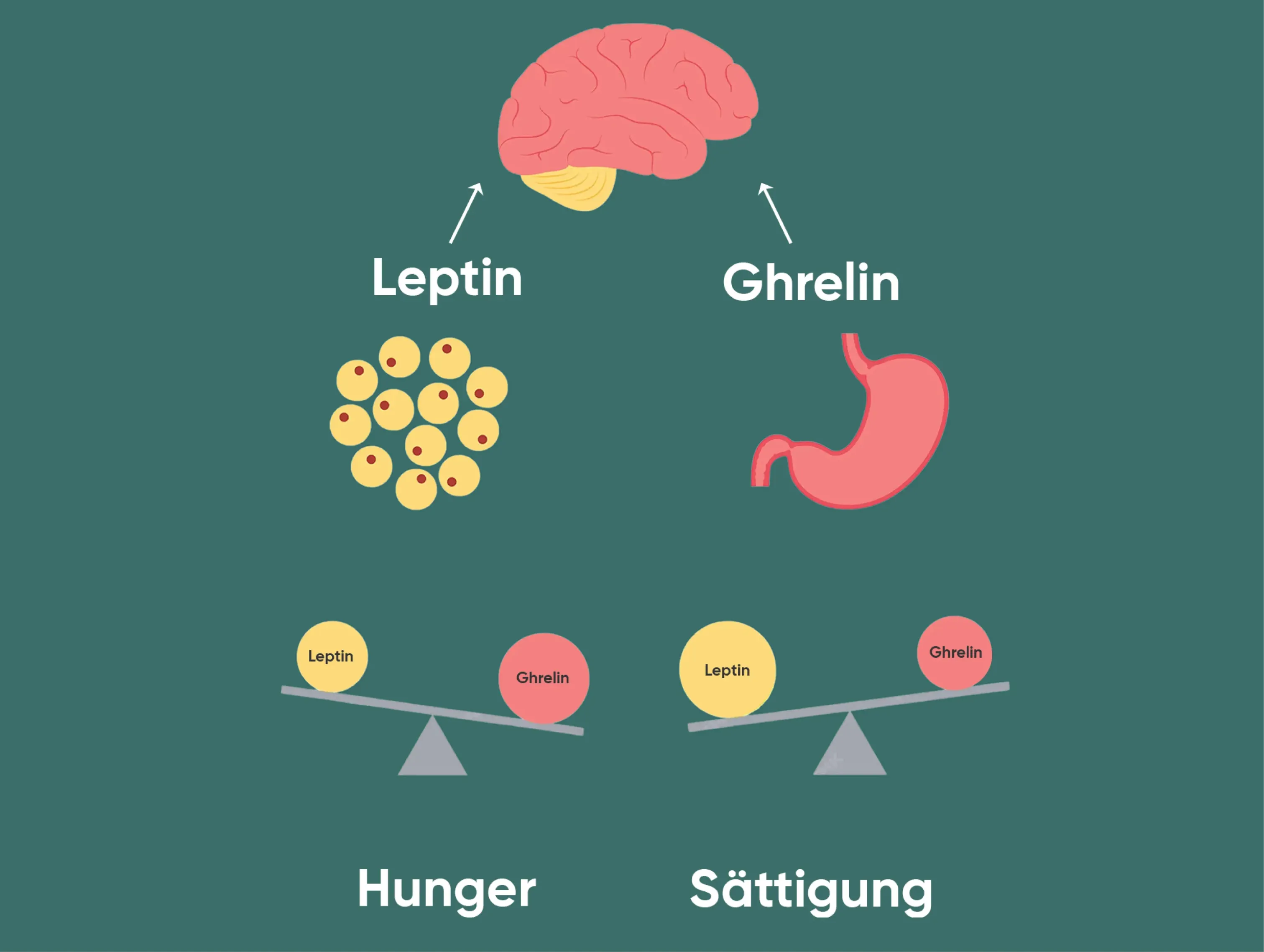 Infografik zu Leptin und Ghrelin: Fettgewebe, Gehirn und Magen.