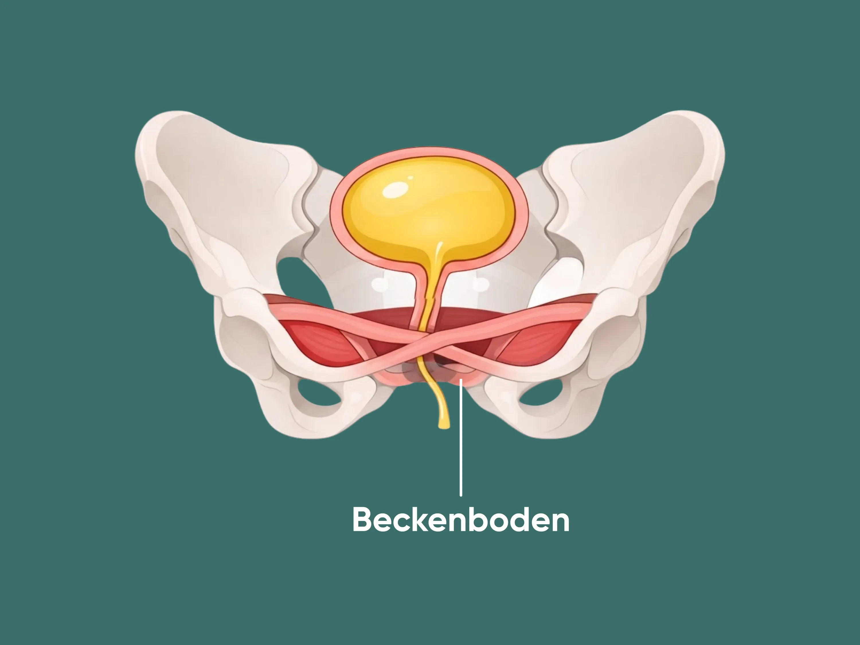 Grafik zeigt den Beckenboden, welcher bei Inkontinenz durch Übergewicht eine Rolle spielt.