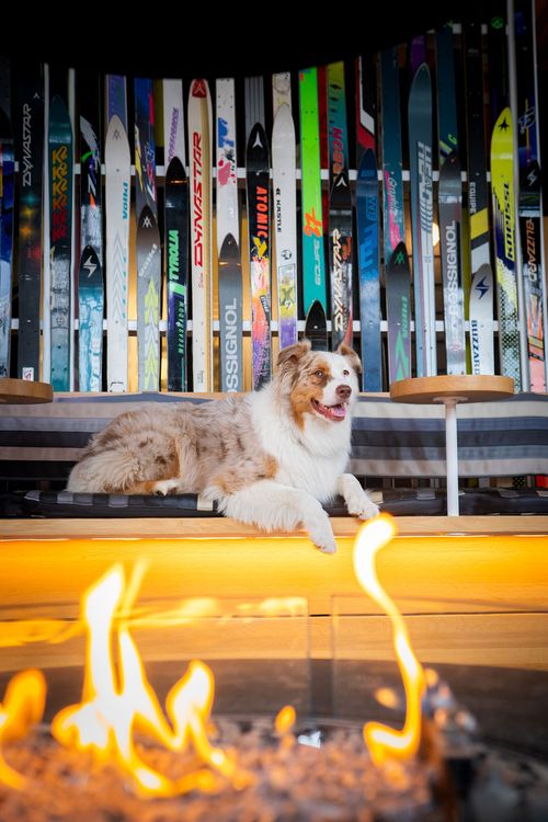 best dog friendly hotels