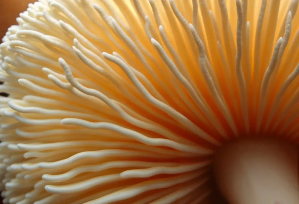 bienfaits du Lion's Man