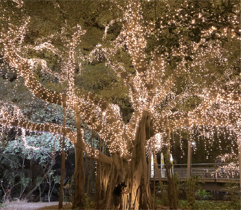 Large tree at night adorned with numerous white string lights illuminating the branches and creating a sparkling effect, with a person standing near the trunk.