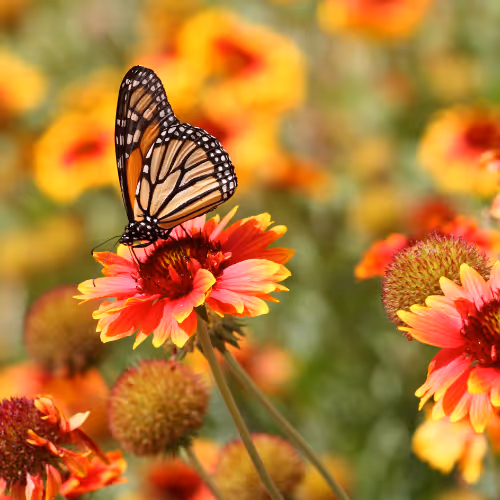 Butterfly on Flower
