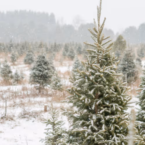 Christmas tree forest 