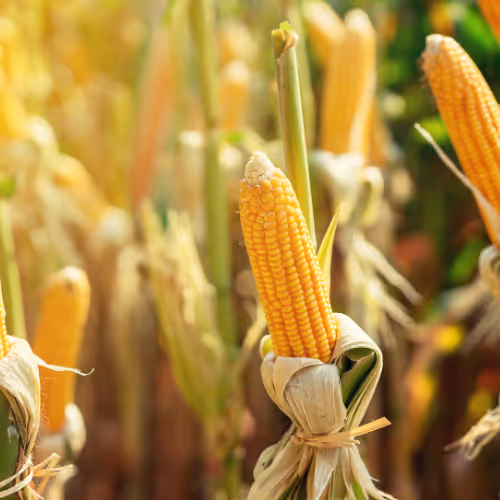Corn Feild