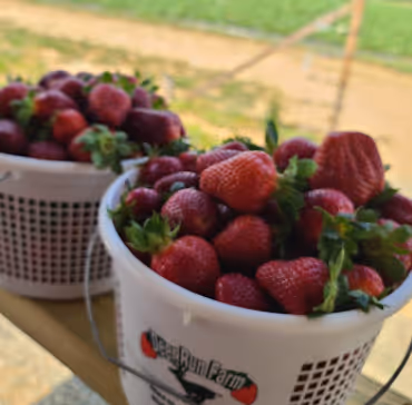 Strawberry Bucket