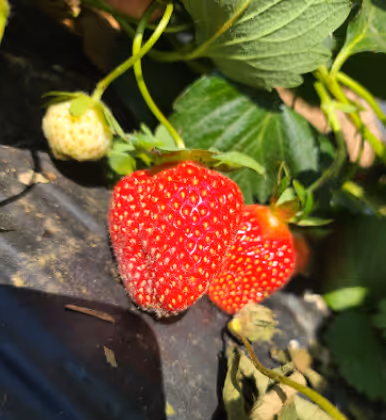 Large Strawbery