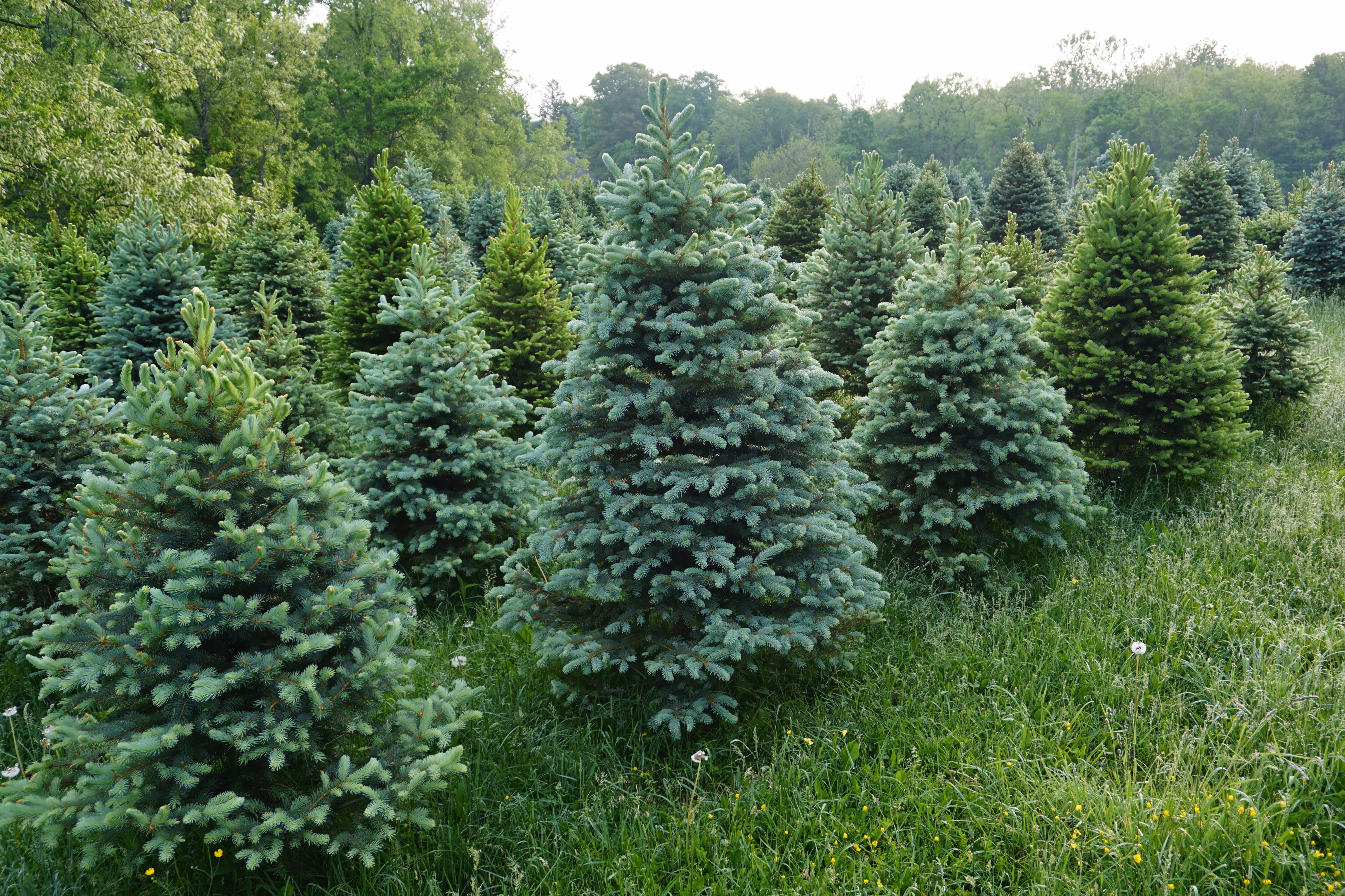 Christmas tree forest