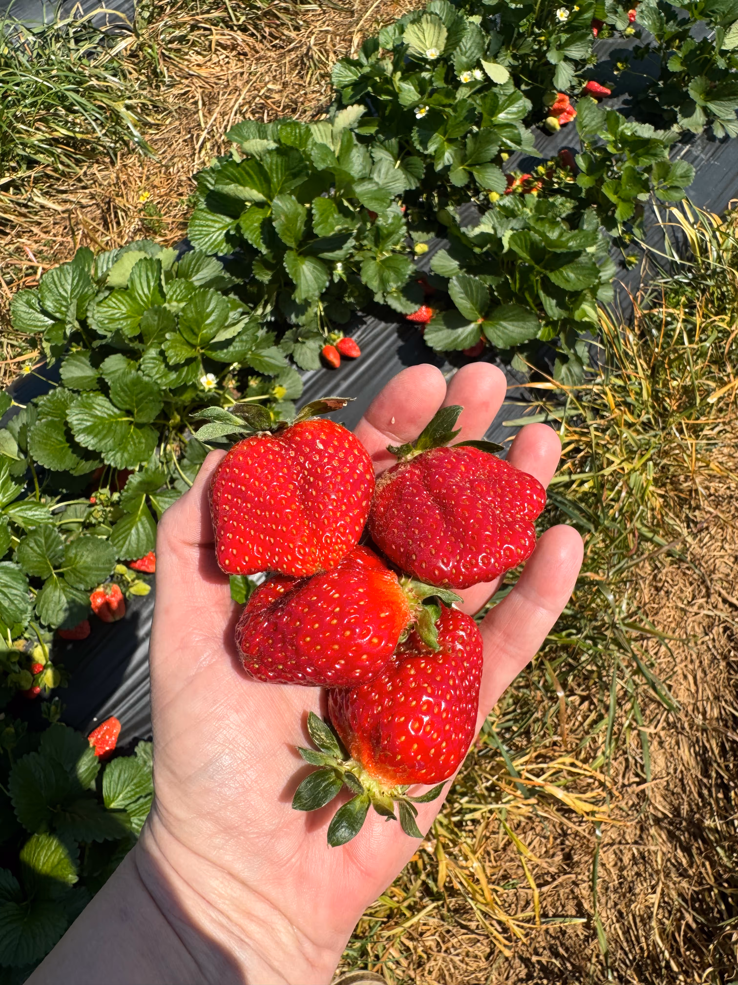 Strawberry in hand
