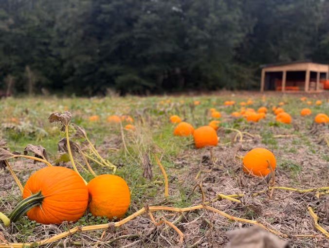 Pumpkin Patch