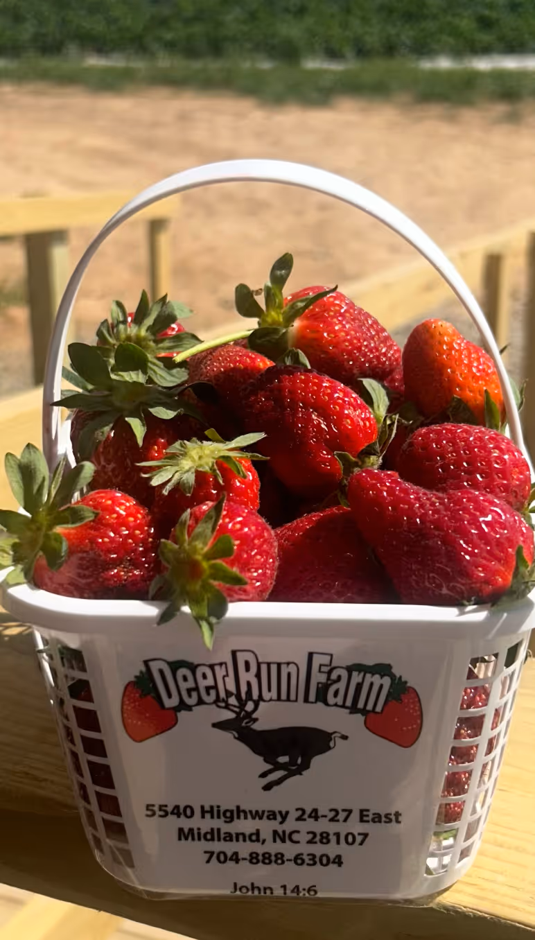 Strawberries in Bucket