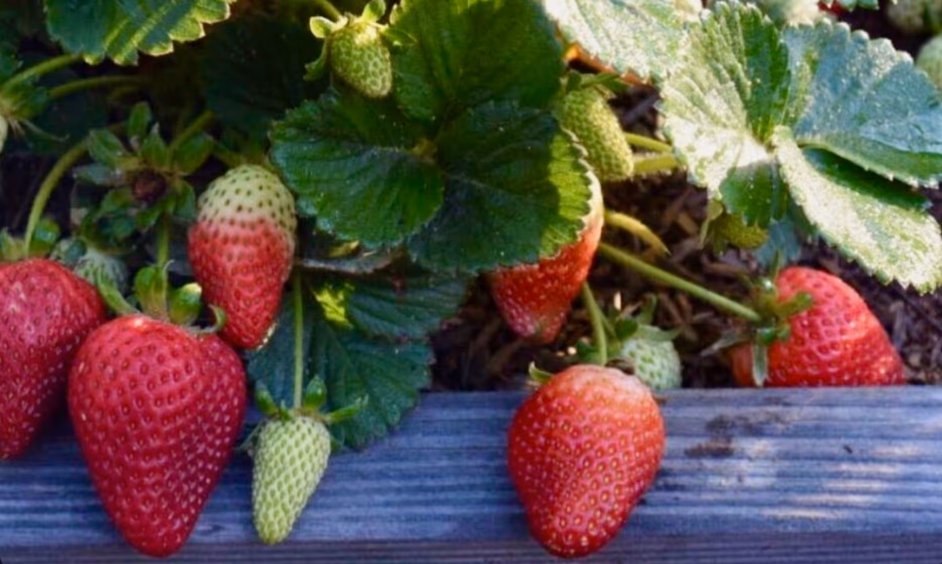 strawberries