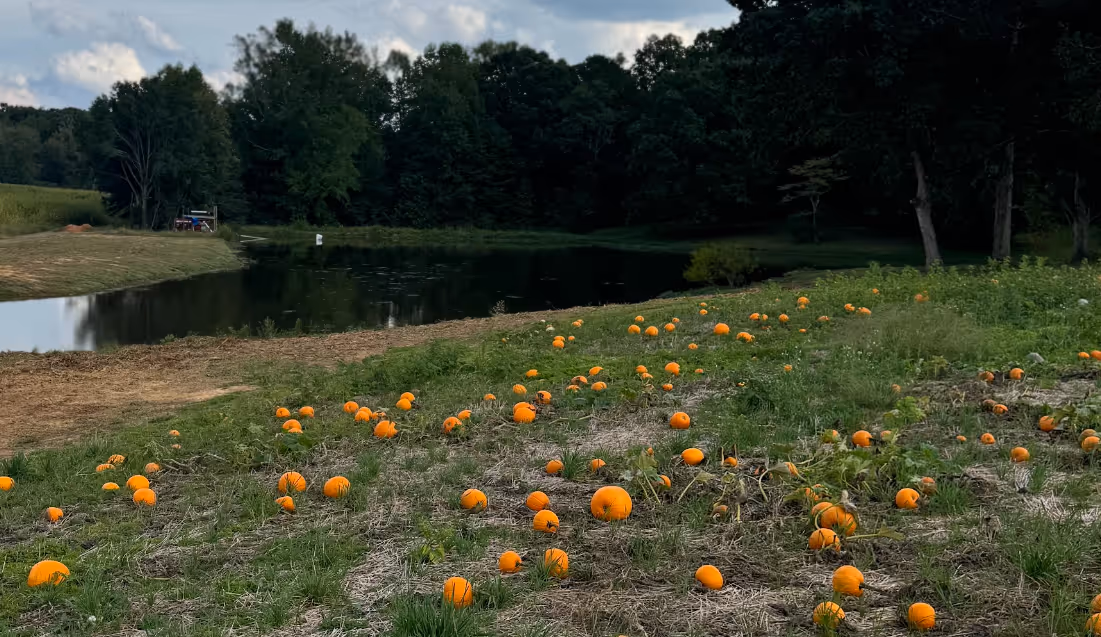 Pumpkin Patch