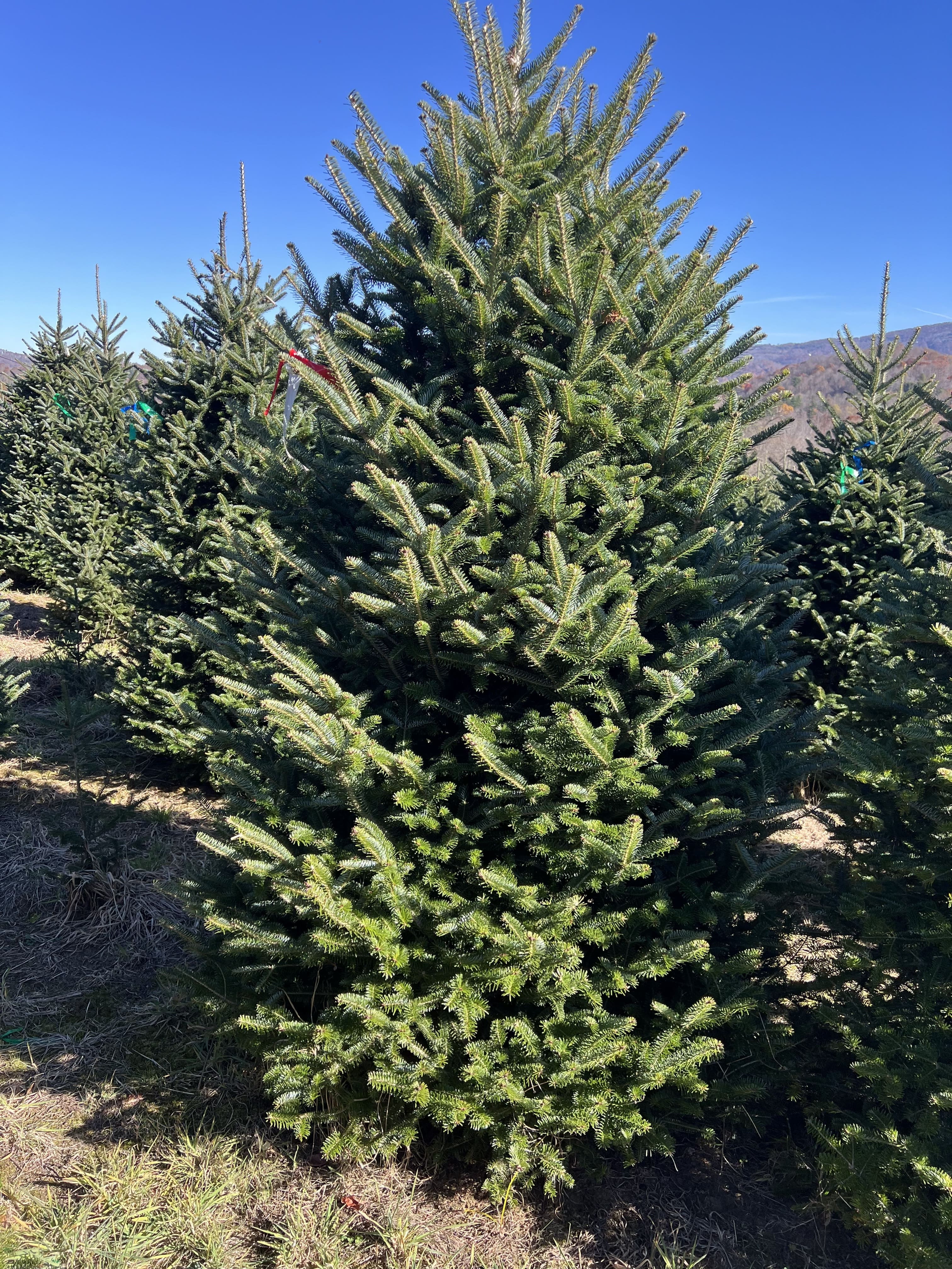 Sunlit evergreen Christmas trees in a field under a clear blue sky with mountains in the background.