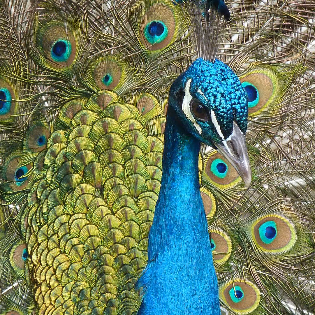 A peacock showing off its tail feathers.