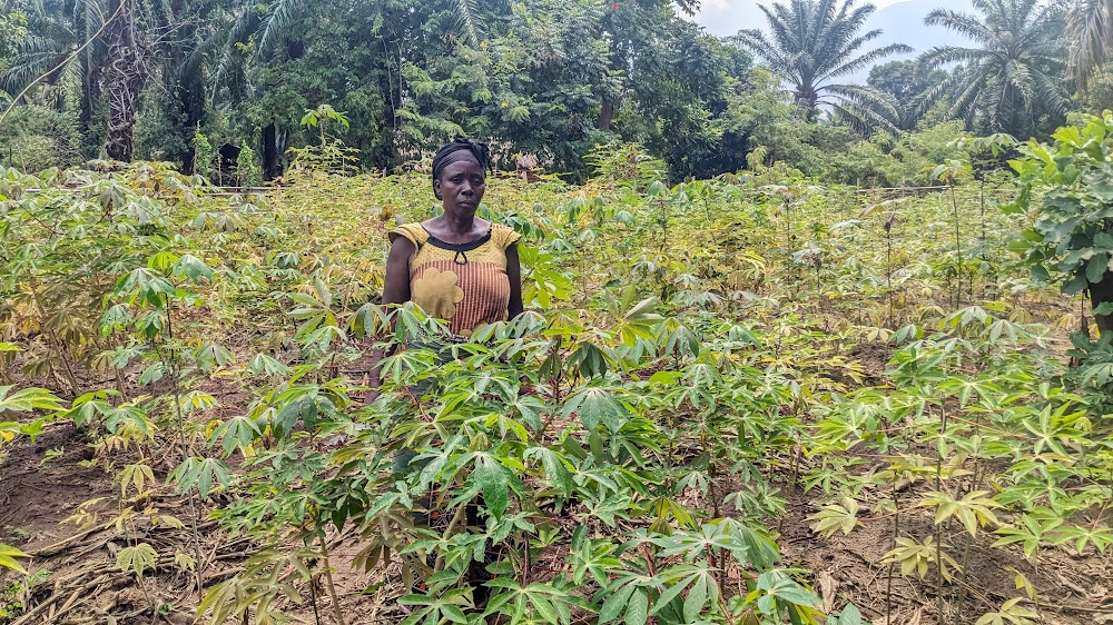 Malungwe from the DRC is harvesting crops.