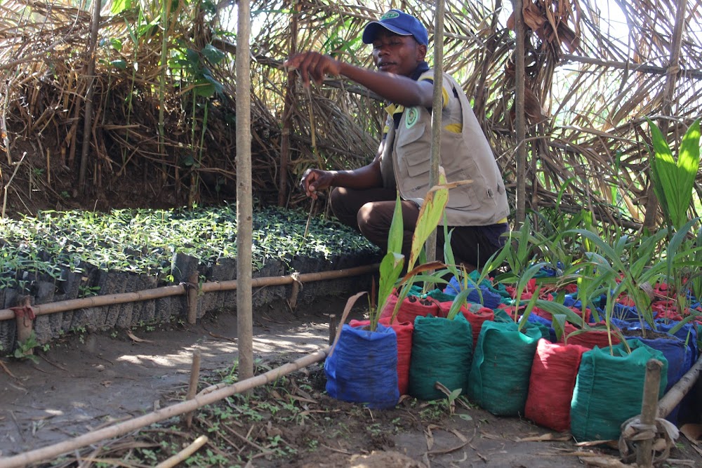 A farmer preparing a tree nursery in the DRC.