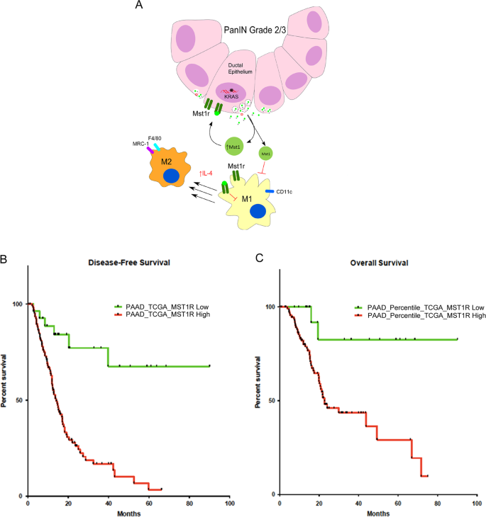 MST1R kinase accelerates pancreatic cancer progression via ...