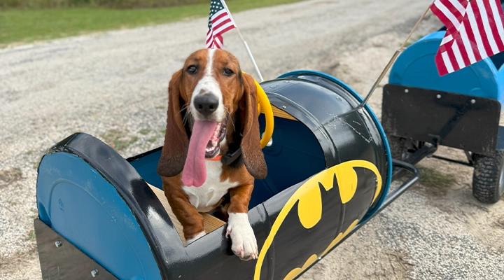A dog in a trackless train rental