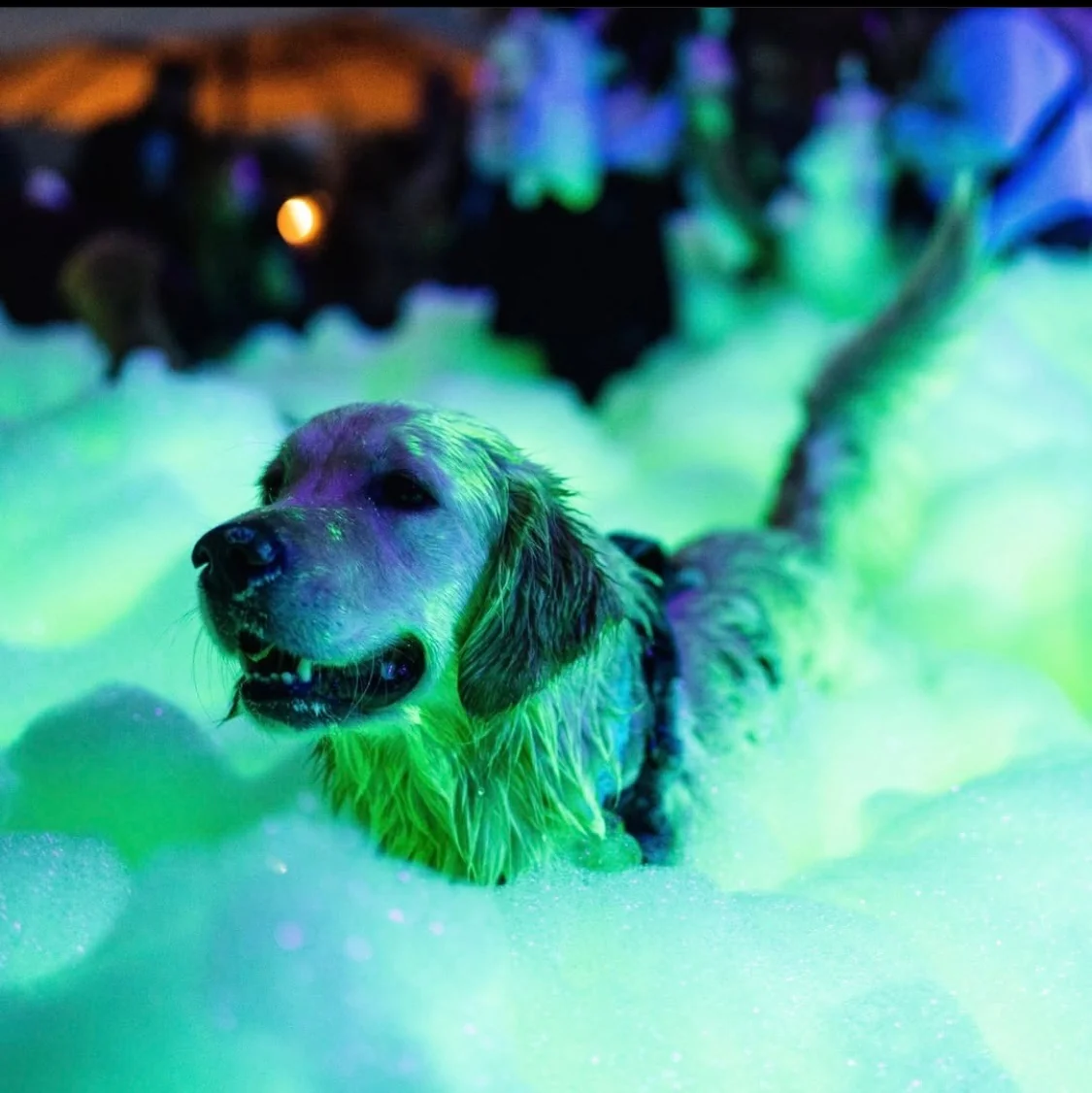 Golden retriever playing in glowing green foam at a Party Rocker night event in Winston-Salem NC