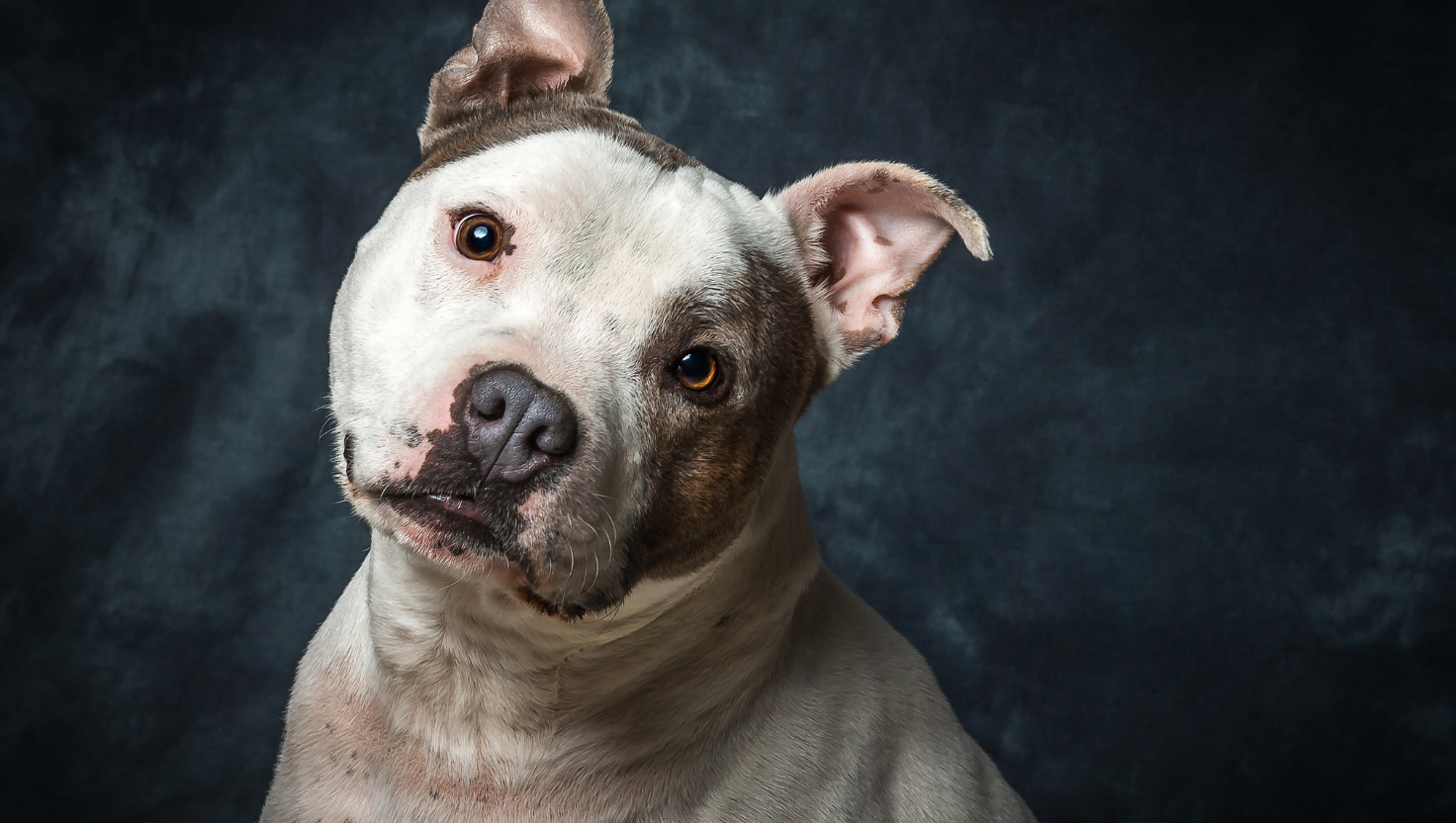 A Load of Loyalty Bunkum