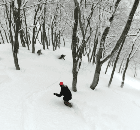 Tree runs at Tsugaike Kogen