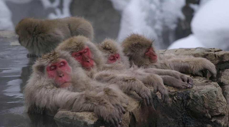 Jigokudani snow monkey park