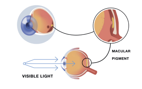 Graphic of the natural protective layer inside your retina that filters harmful blue light and improves contrast sensitivity.