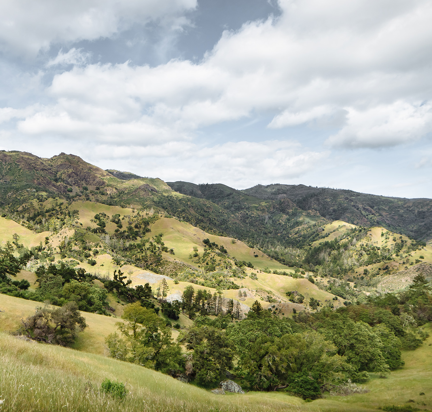 Image of rolling green hills in Sonoma County