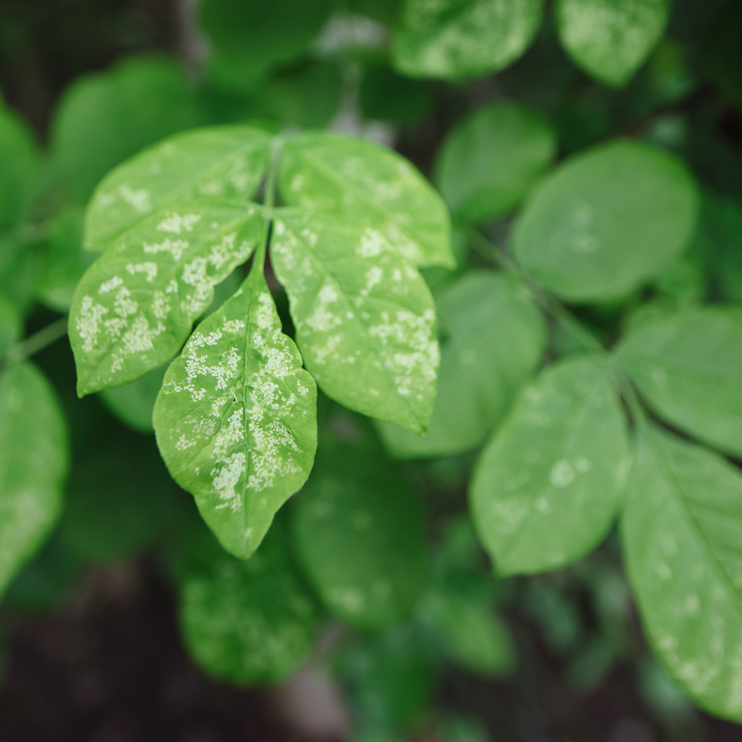 Leaves