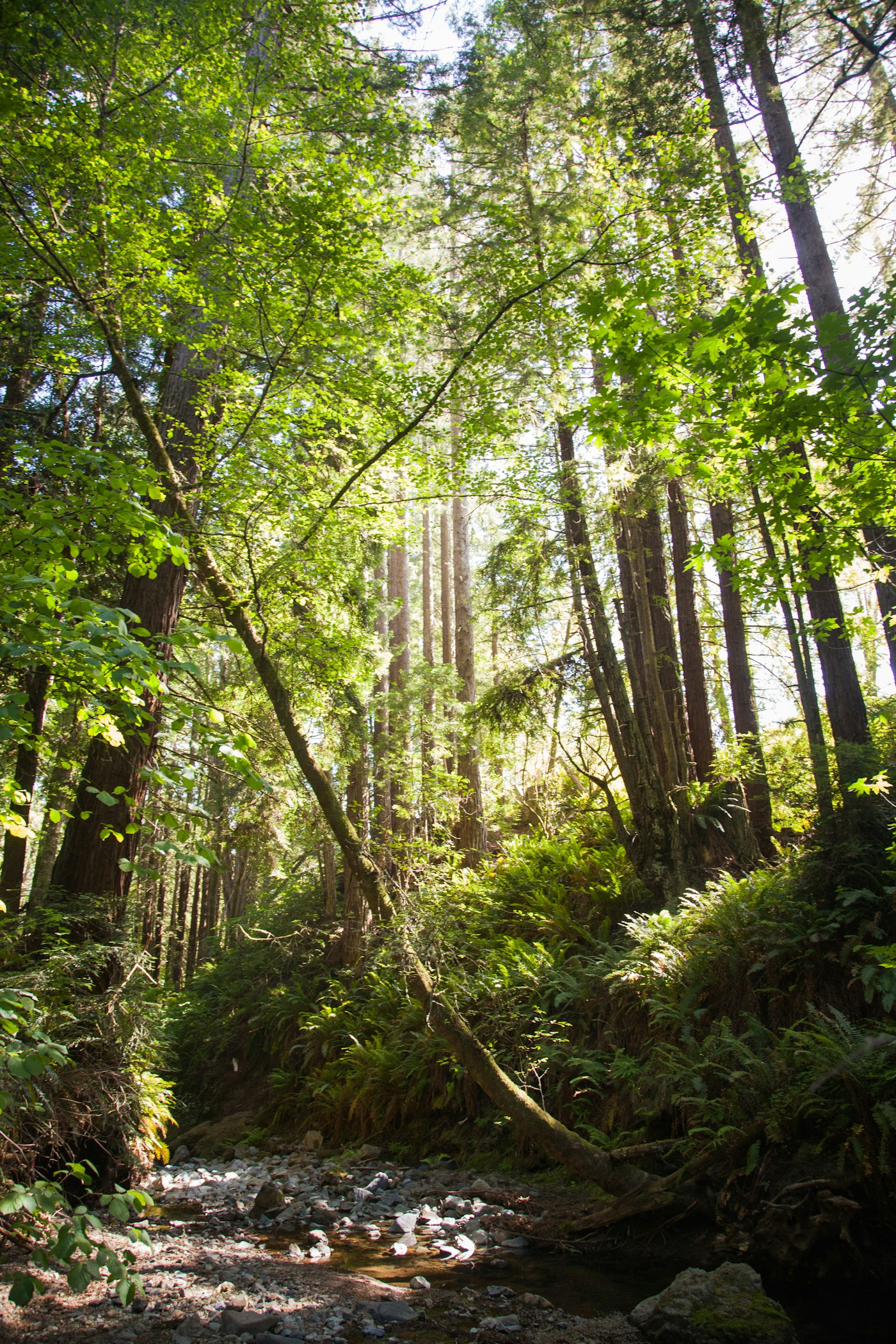 Creek bed in forest