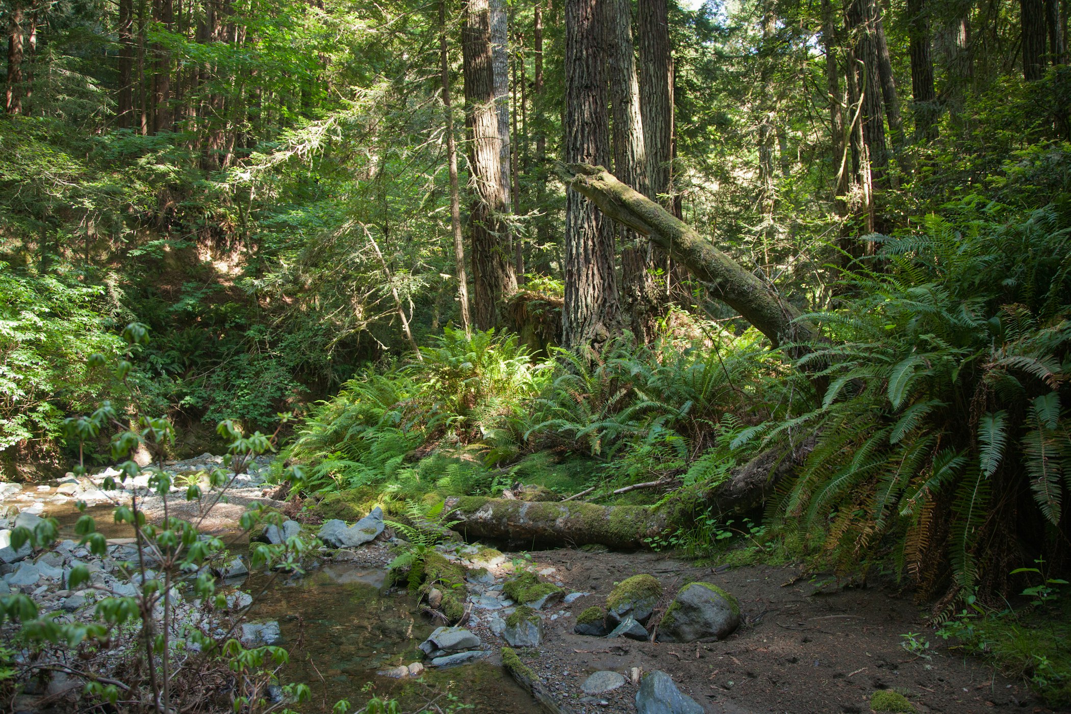 Sonoma County Hiking Trail