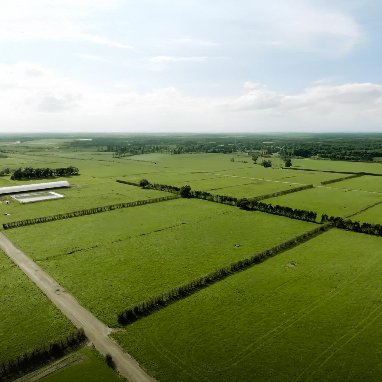 Jeremy Bryant kneeling in paddock with cows, holding a phone