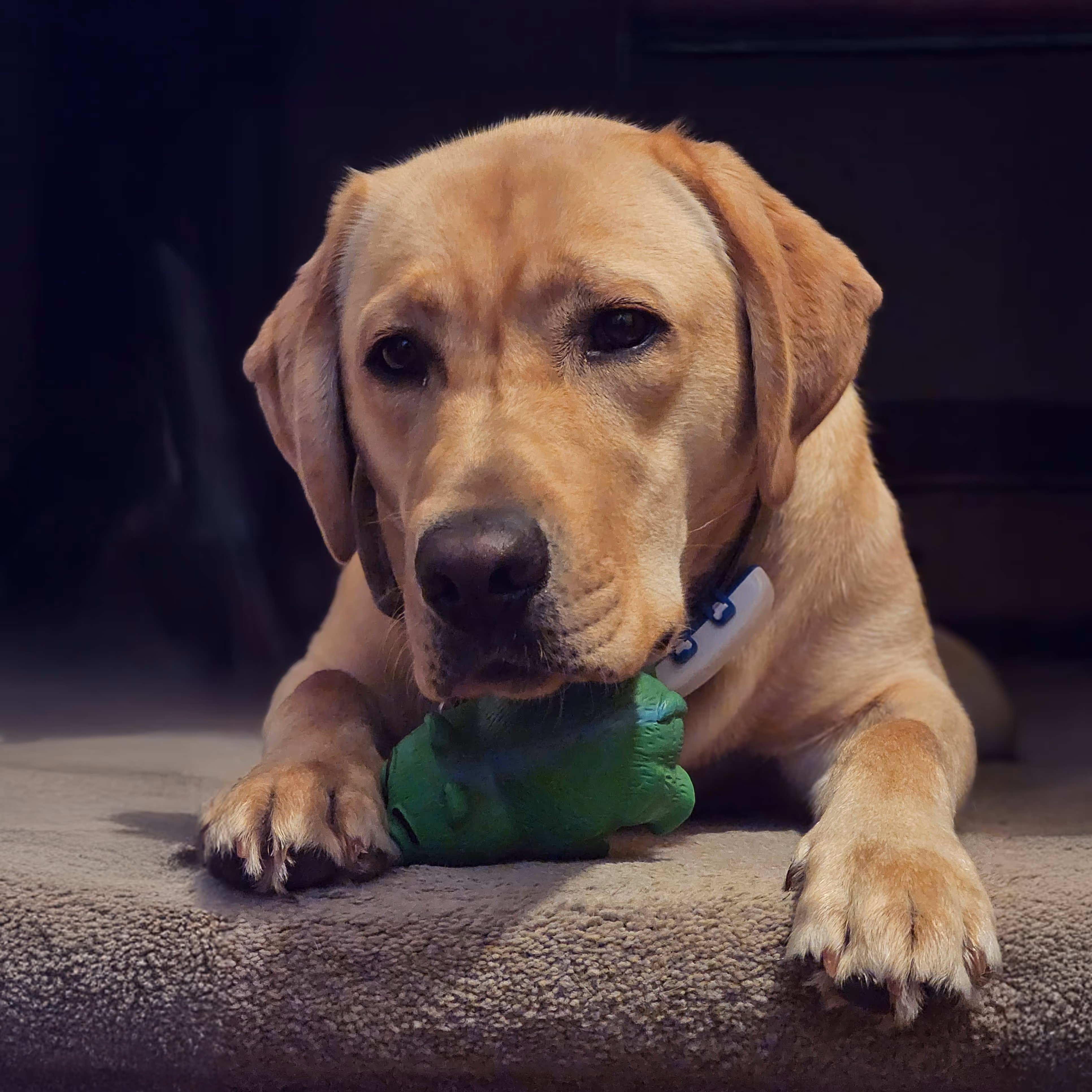 Charlie (dog)