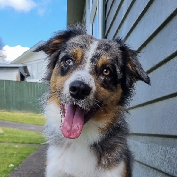 Enzo (dog)