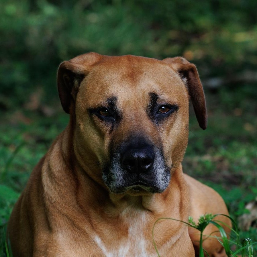 Clyde (dog)