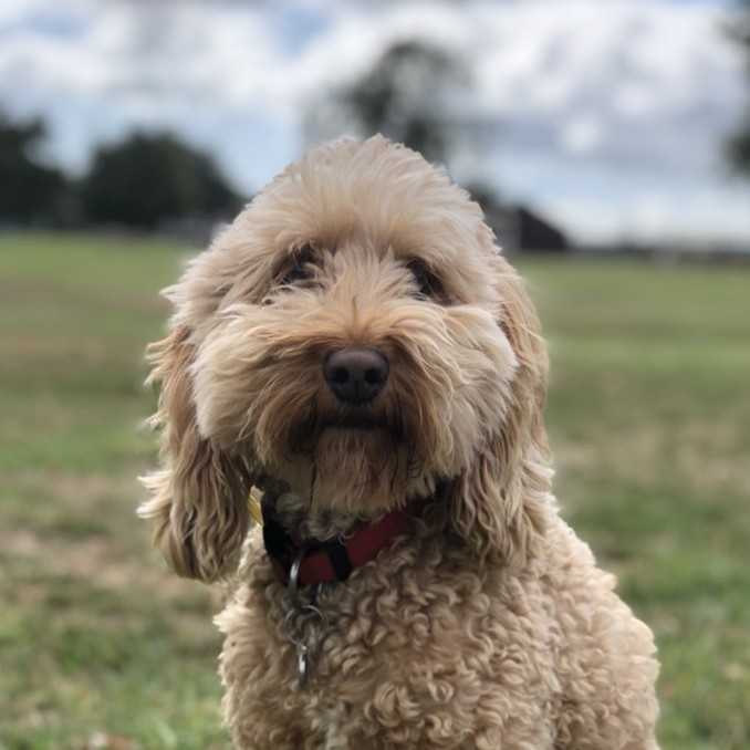 Max (dog)
