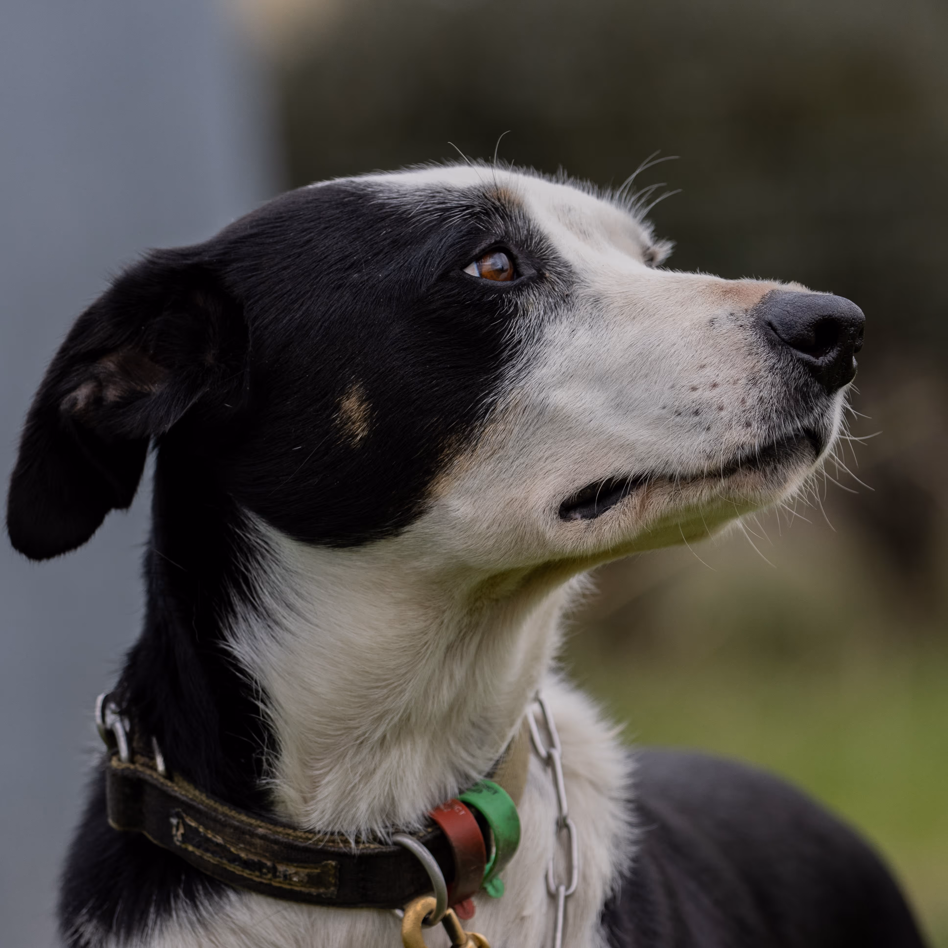 Charlie (dog)