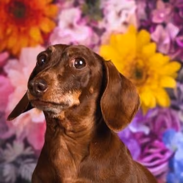 Dora (dog)