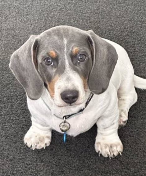 Dora (dog)