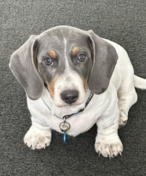 Dora (dog)