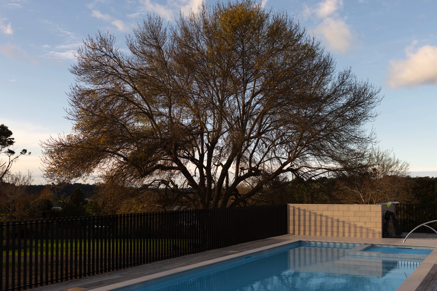Swimming pool and garden with mature tree