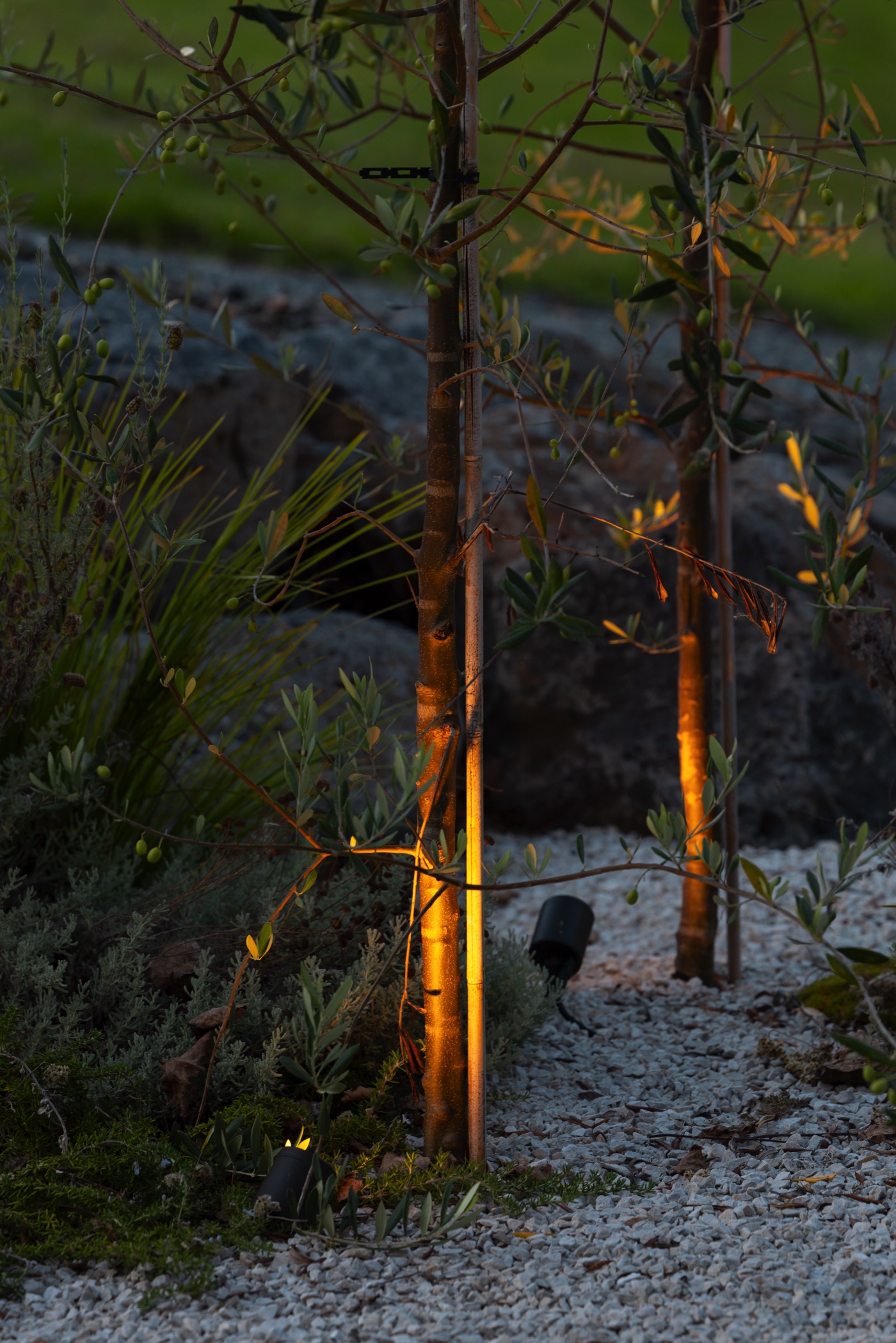 Modern architectural shed 