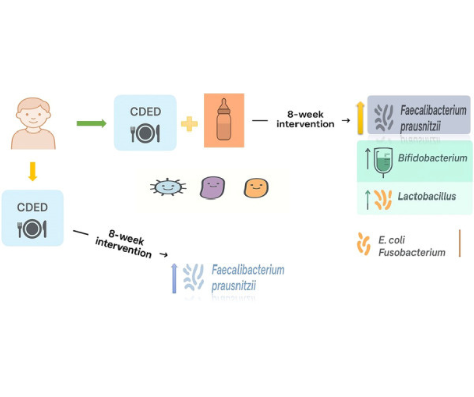 A figure with graphics demonstrating that CDED plus liquid nutrition enhanced more beneficial gut microbes than CDED alone