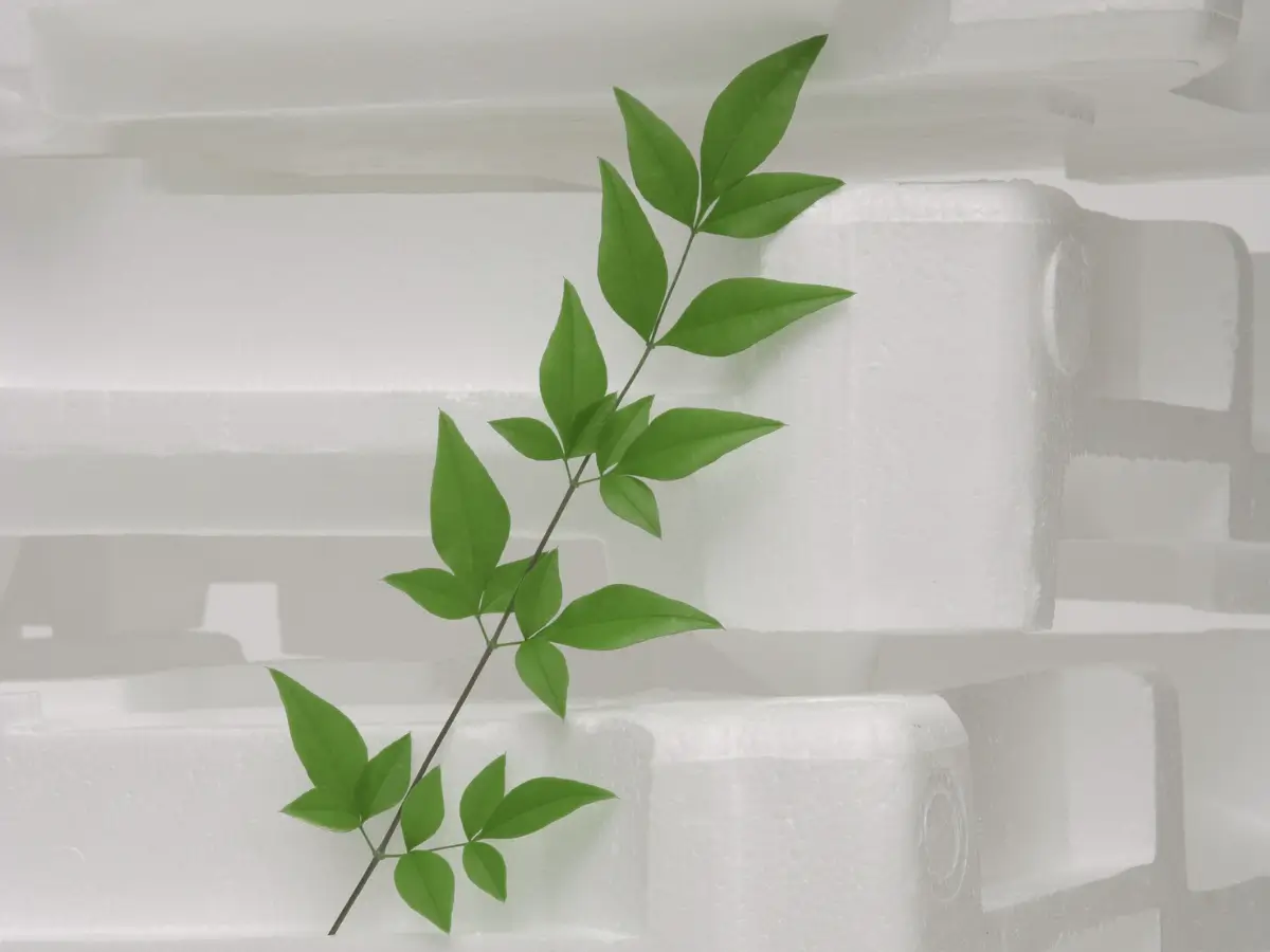 Styrofoam cups with plants growing out of the top