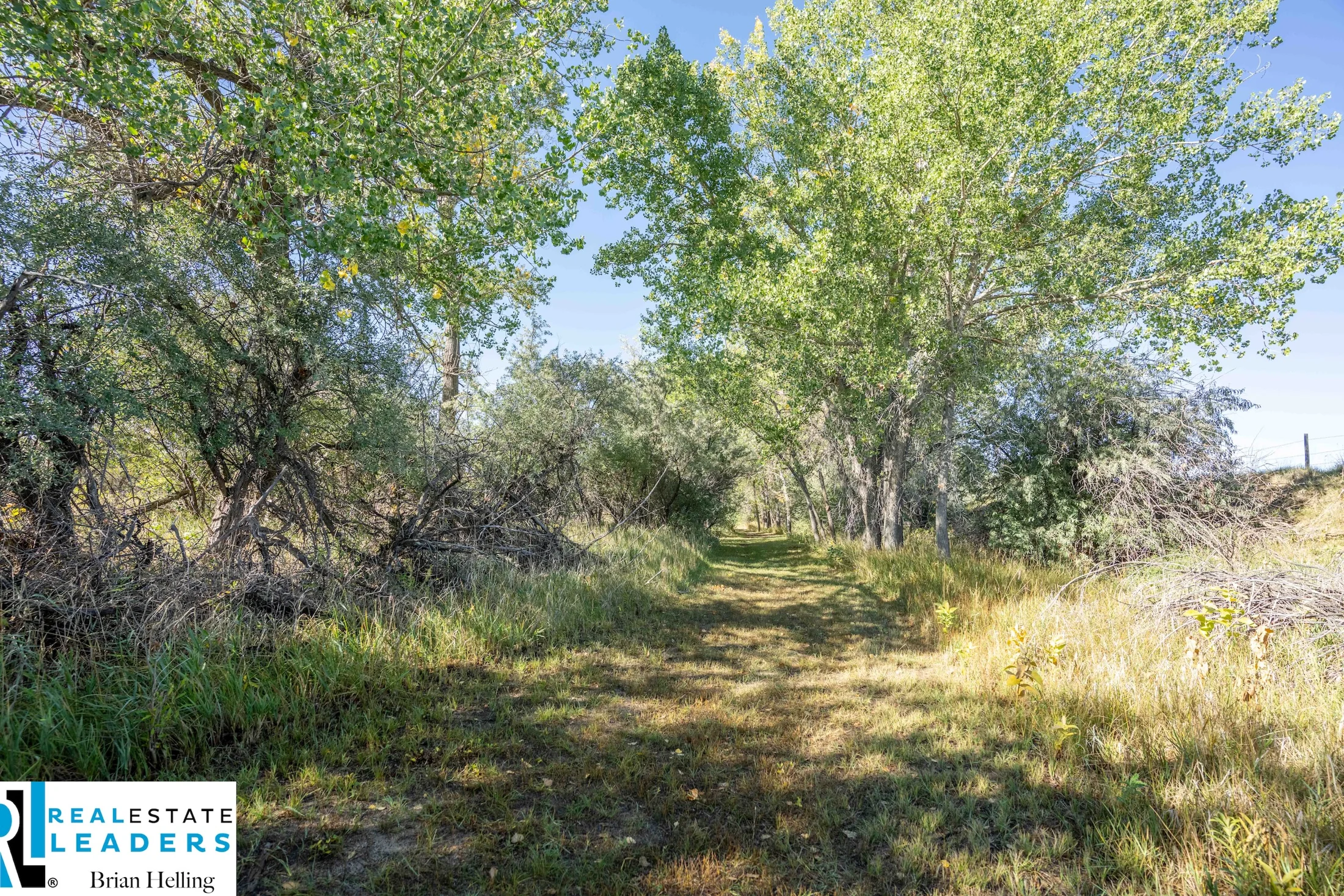 A quiet path through the trees