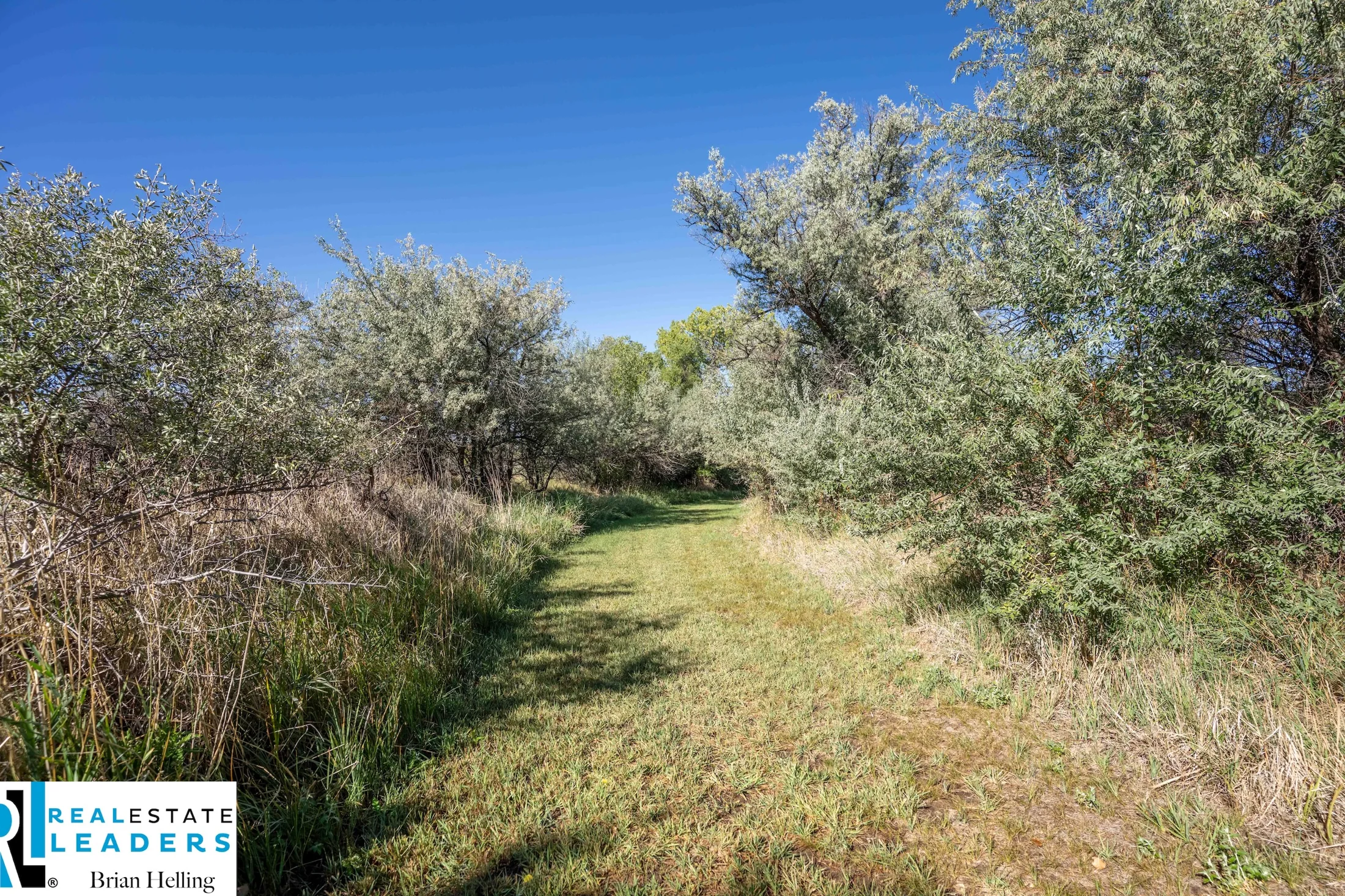 A grassy path through the riverside vegetation