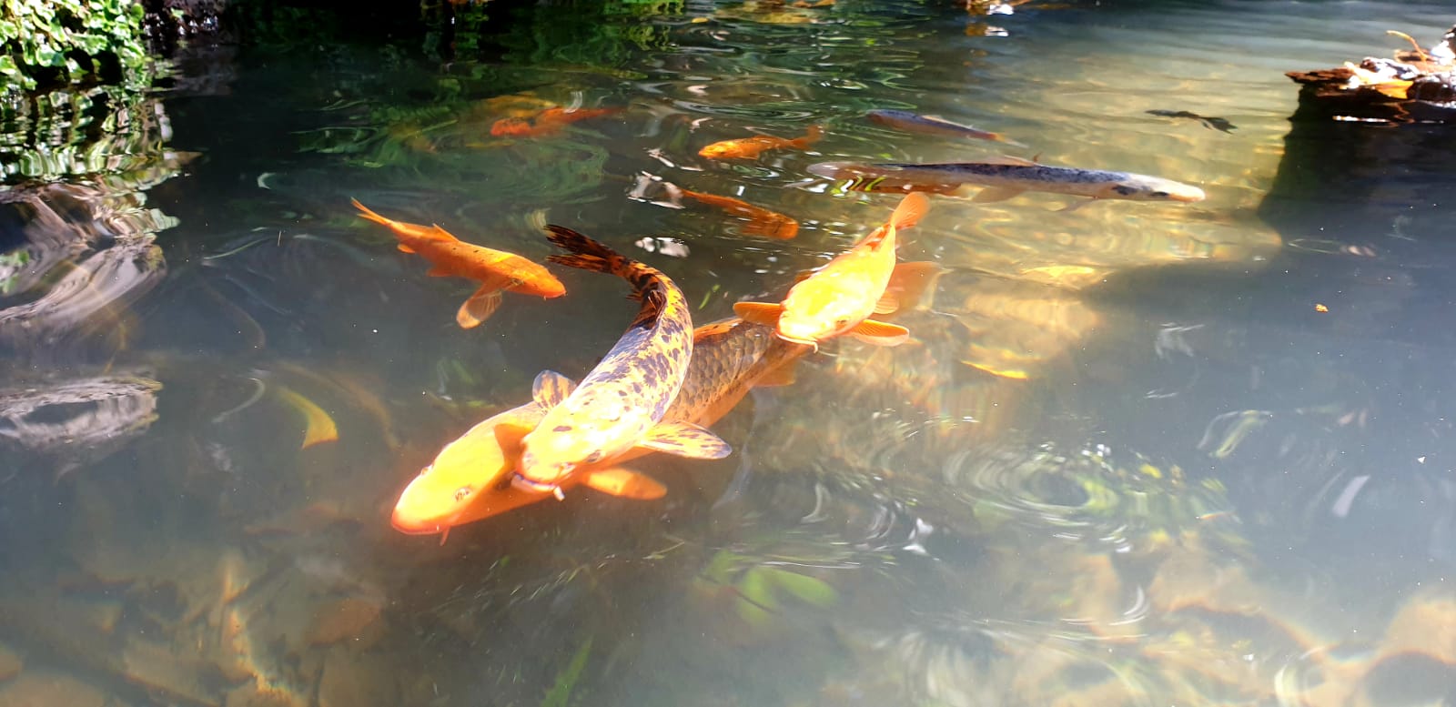 the famous koi fisch at Monte Palace Madeira Garden