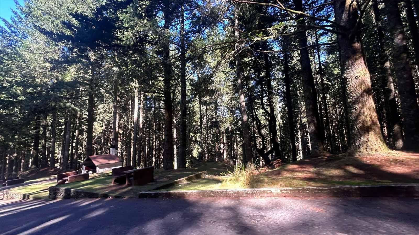 Famous Laurisivla Forest with Barbecue spot. 