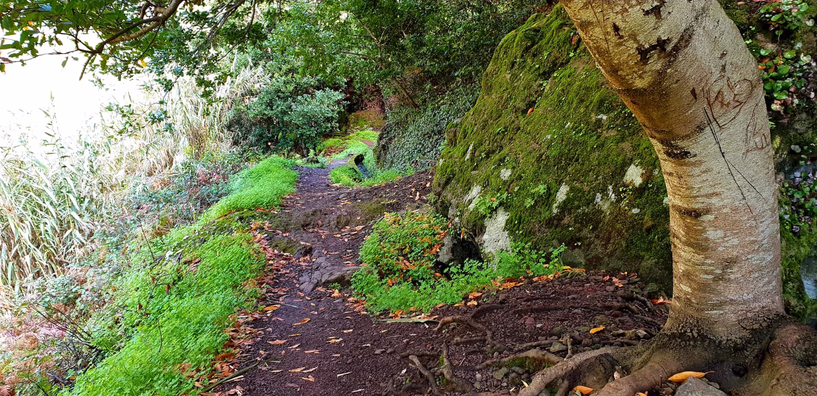 lush green in Lombada da Ponta do Sol